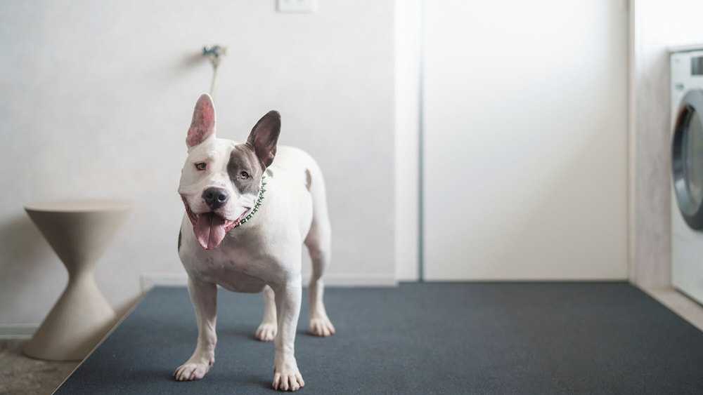 ラグジュアリー スイート バルコニー ガーデンビュー 客室18 | DOG HOTEL SHIRAHAMA