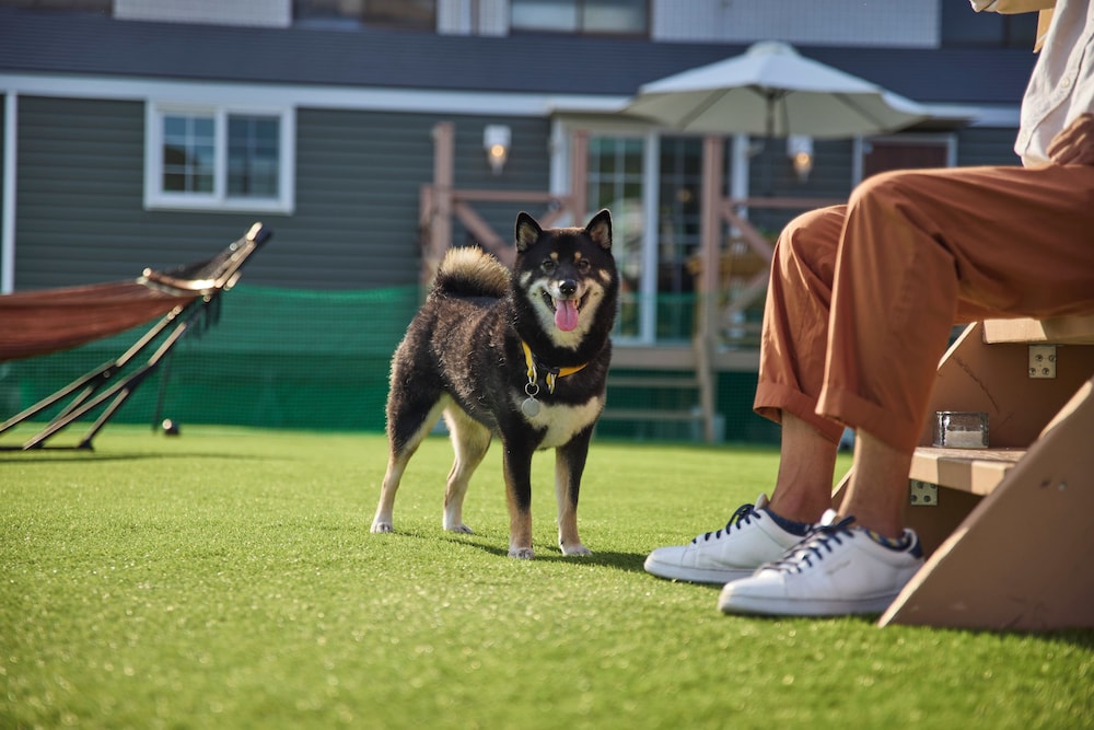 ペット用設備・サービス1 | Solana鴨川