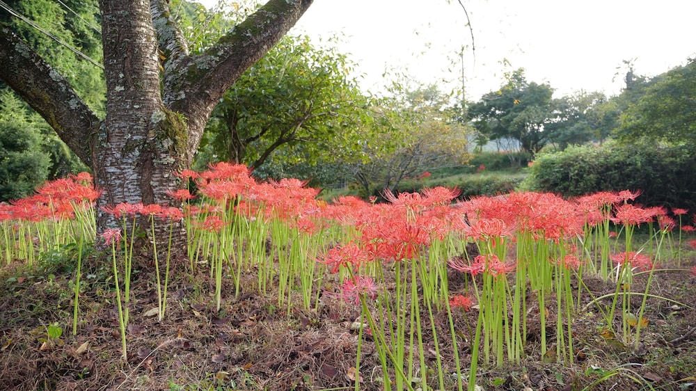ハイキング1 | 古民家田淵 -villa tabuchi-
