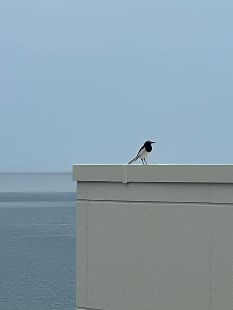 デラックス ルーム 1 ベッドルーム オーシャンビュー 部屋からの景観0 | 若狭サーフホテル　イルマーレ