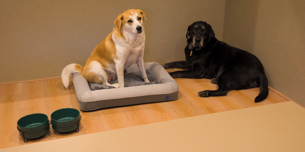 [B] 4クイーンベッド (ドッグフレンドリー) / 10名定員 客室3 | Rakuten STAY VILLA 箱根桃源台