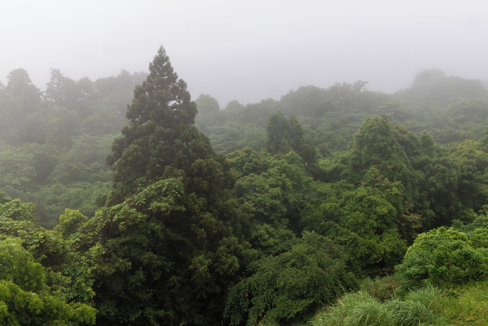 パノラミック ツインルーム マウンテンビュー 部屋からの景観0 | 瑞光園
