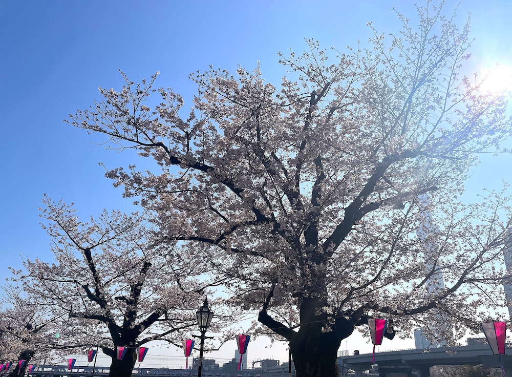 メインイメージ | ホテル アマネク 浅草桜橋 メインイメージ | ホテル アマネク 浅草桜橋