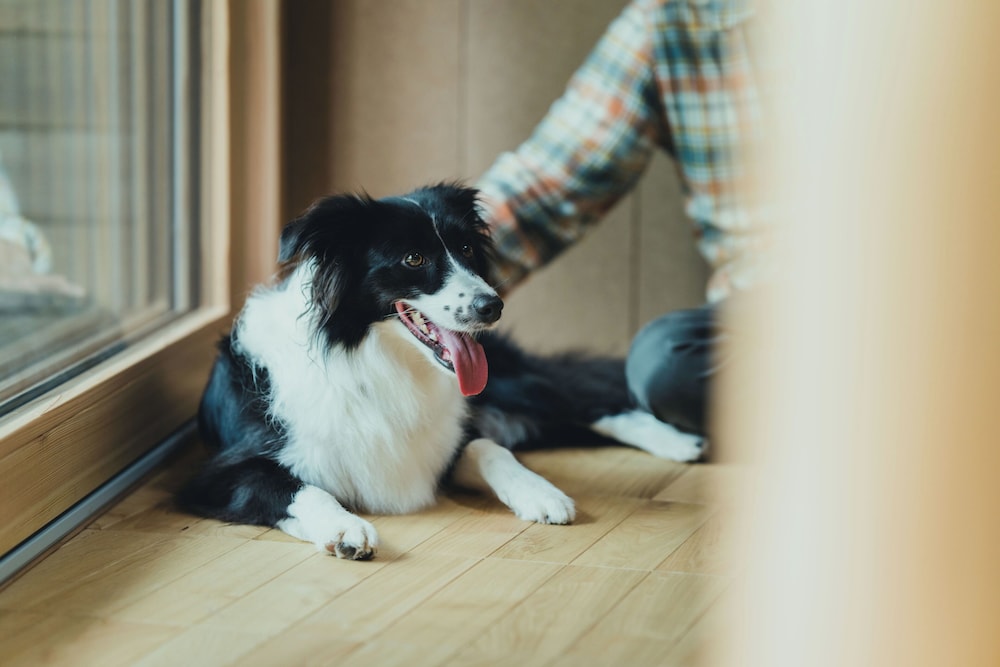 SANU CABIN BEE | シンプル客室 [愛犬同伴可] 禁煙 客室2 | SANU 2nd Home 北軽井沢1st