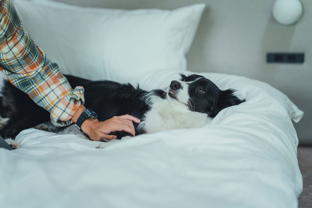 ハウス ペットとの宿泊可 客室14 | SANU 2nd Home 八ヶ岳3rd