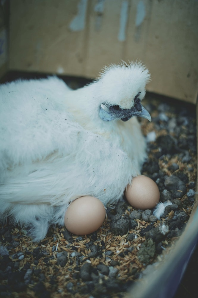 子供用の遊び場 - 屋外1 | はたけのリゾート 燦燦Villa 子供用の遊び場 - 屋外1 | はたけのリゾート 燦燦Villa