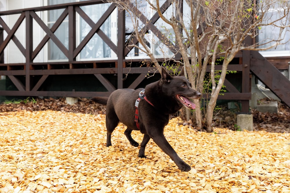 ペット同伴可1 | rinne 2nd living Nasu Garden III