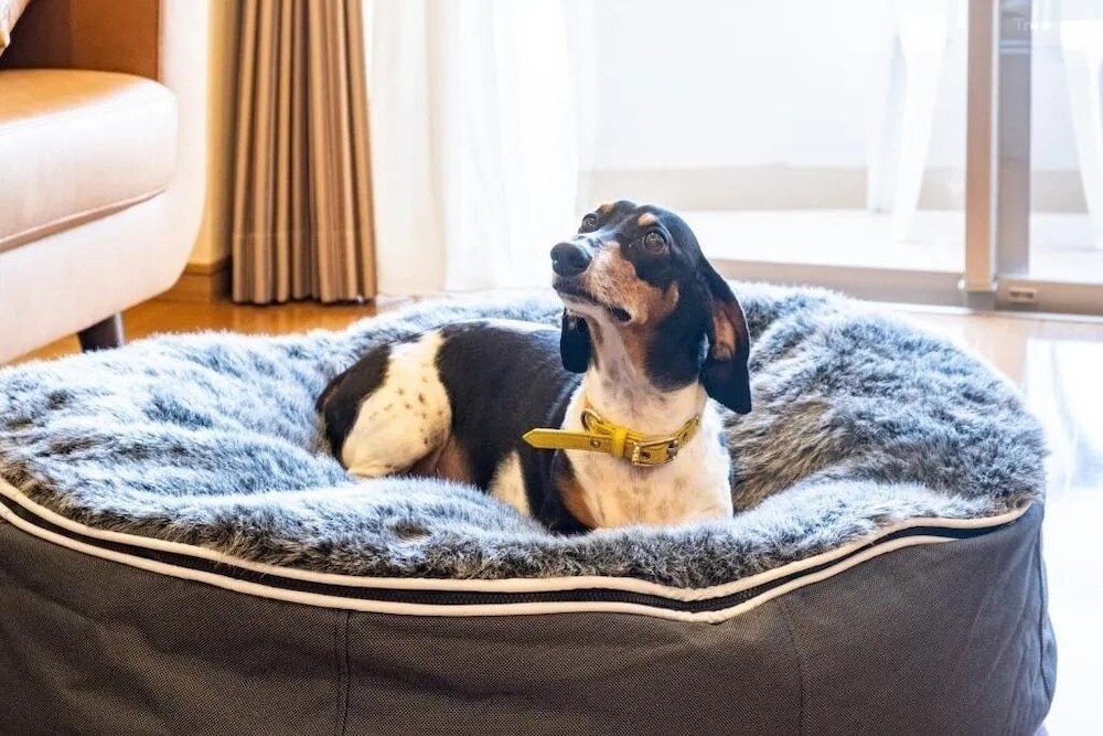 エクスクルーシブ スイート 1 ベッドルーム ペットとの宿泊可 マウンテンビュー 客室の設備とサービス0 | シーナリー・リゾート駿河