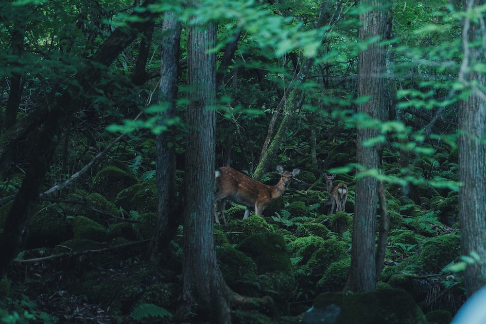 ハウス 男女共用ドミトリー 専用バスルーム ガーデンビュー その他3 | SANU 2nd Home 蓼科 1st