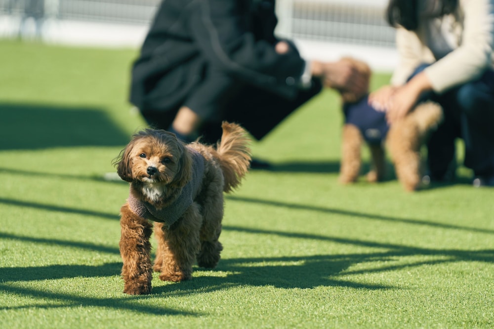 ペット同伴可1 | Solana 木更津