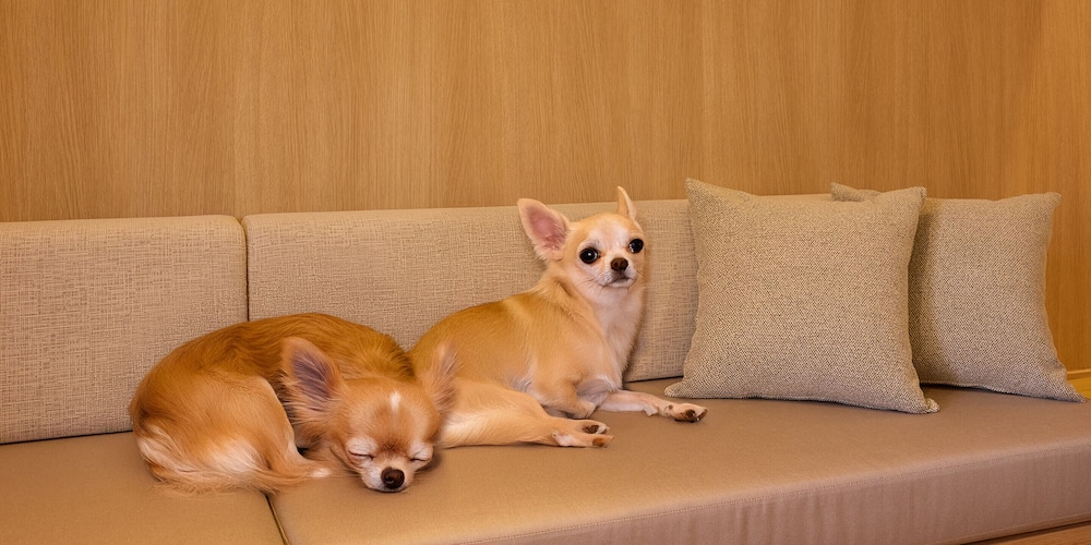 [C]ペットOK / シングルベッド4台+デイベッド1台 / 111平米 / 天然温泉 禁煙 客室2 | Rakuten STAY VILLA 箱根強羅