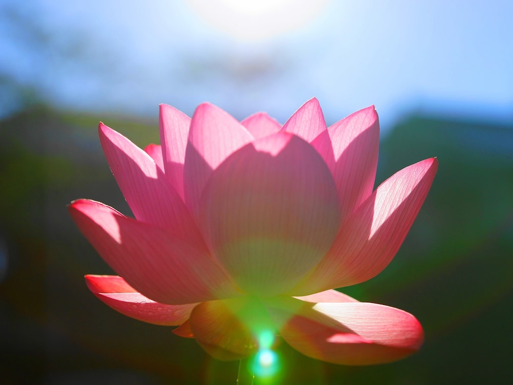 ファミリー 和室（禁煙、共用バスルーム） 部屋からの景観0 | 宿坊 準別格本山 恵光院