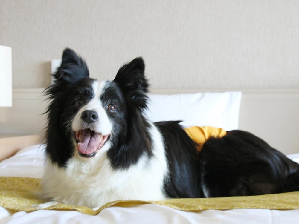 [ドッグフレンドリールーム] スタンダードツイン (禁煙) 客室2 | ほったらかしの宿 ゆうふり伊豆高原