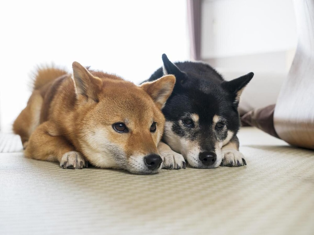 スタンダードツイン[禁煙] 客室5 | 伊豆高原わんわんパラダイスホテル & コテージ