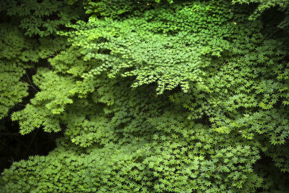 和室 ツイン 禁煙 部屋からの景観0 | あらや滔々庵