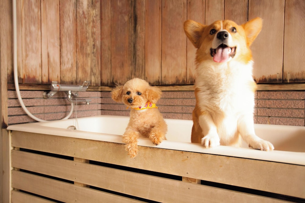 メインイメージ | 高山わんわんパラダイス メインイメージ | 高山わんわんパラダイス