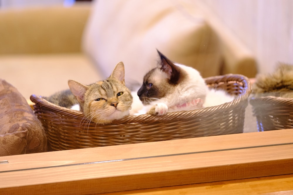 カフェ1 | ゆふいん 笑ねこの宿 カフェ1 | ゆふいん 笑ねこの宿