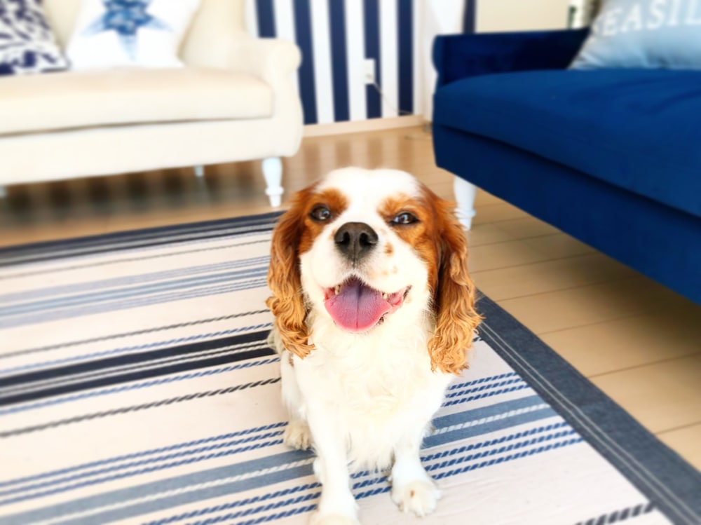 ペット同伴可1 | Sea Shell Vacation House