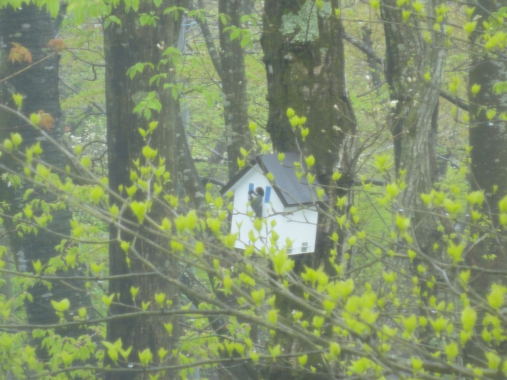 スタンダード ツインルーム 禁煙 マウンテンビュー 部屋からの景観0 | ペンション アンティーク