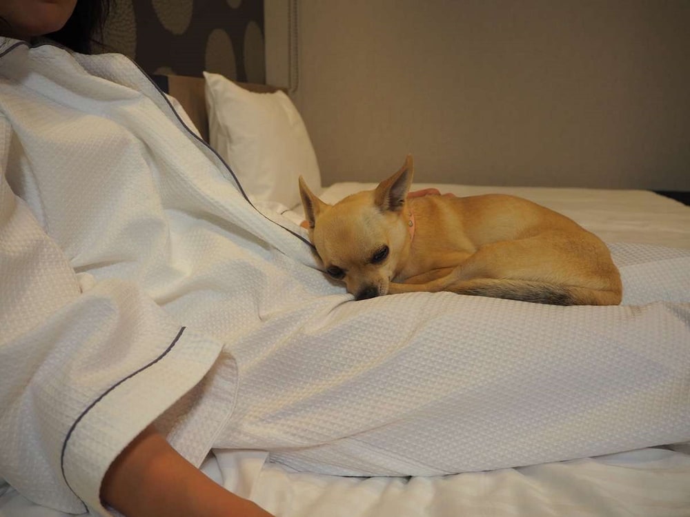 ドッグフレンドリー ダブルルーム 禁煙 (1わんちゃん専用部屋) 客室4 | イチホテル浅草橋