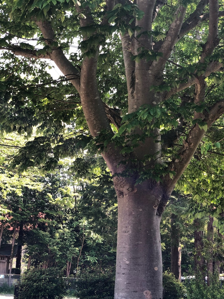 庭園1 | 箱根久織亭