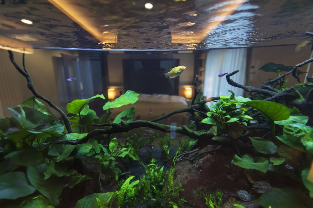 キングルーム 専用バルコニー付 喫煙 客室0 | ホテル 現代楽園 伊勢原店 - 大人限定