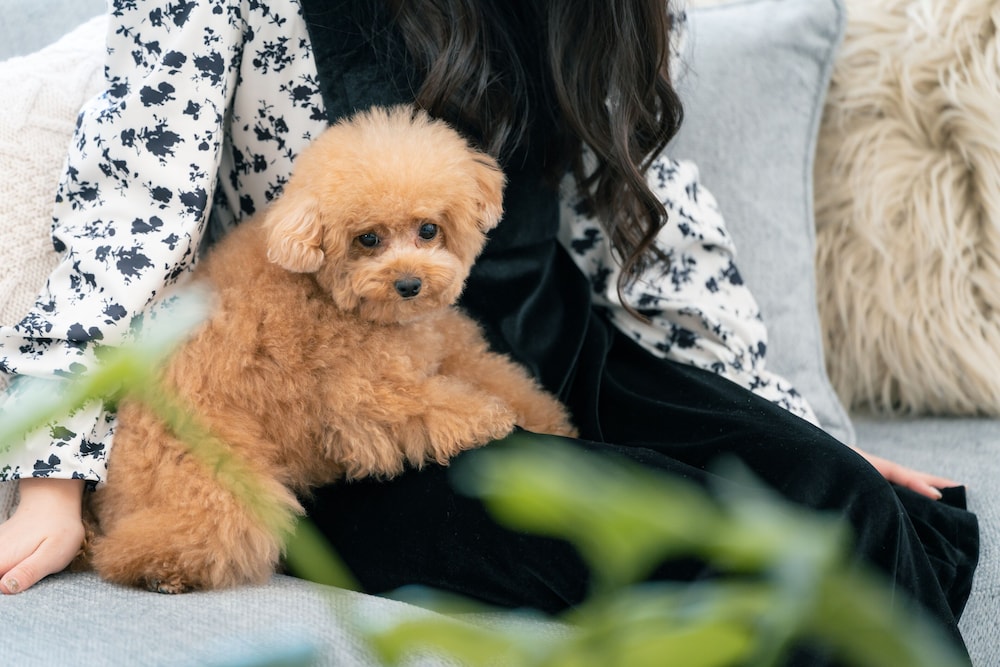 ペット同伴可1 | ホテル 現代楽園 伊勢原店 - 大人限定