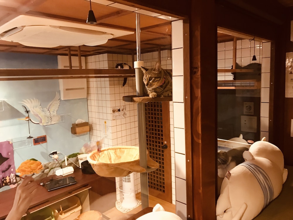 ファミリー ルーム 部屋からの景観2 | ねこ浴場 & ねこ旅籠 保護猫カフェ ネコパプリック大阪