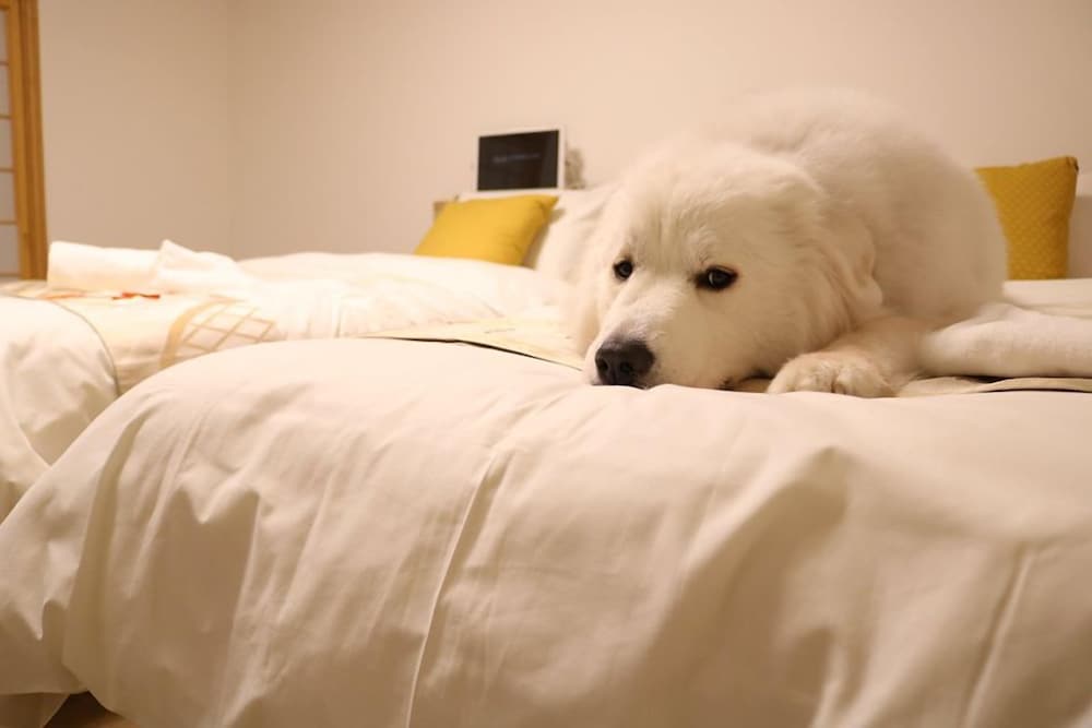 あわゆき1F, トリプルルーム 専用シャワー付 客室5 | 宮島しろ