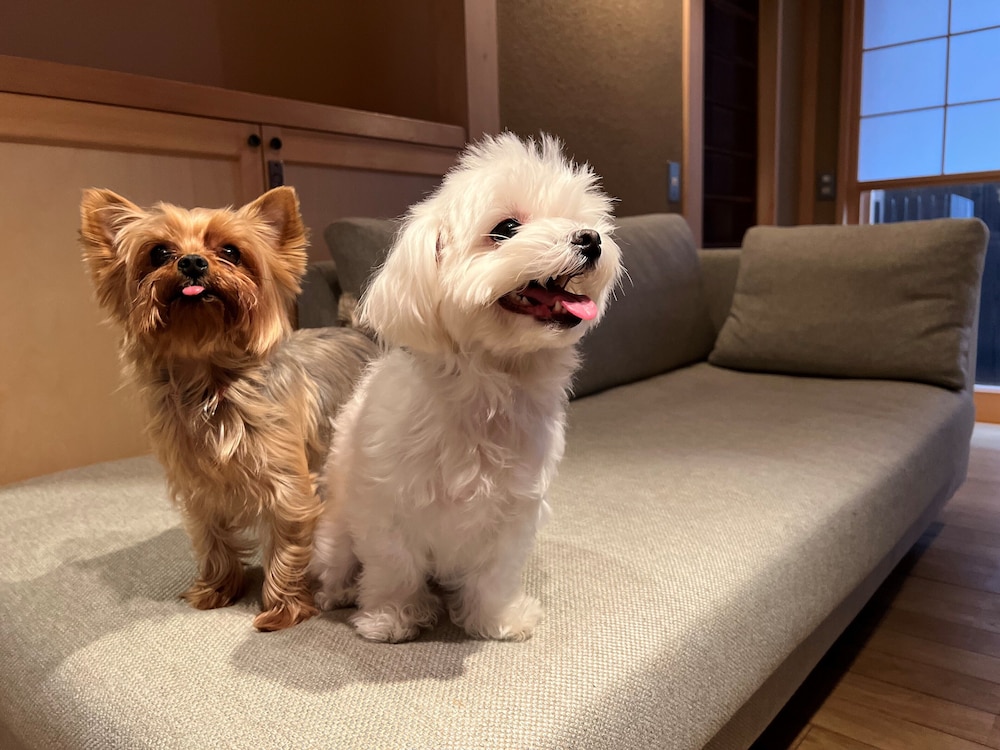 一棟貸し 客室3 | そめの家 ドッグフレンドリー 京都