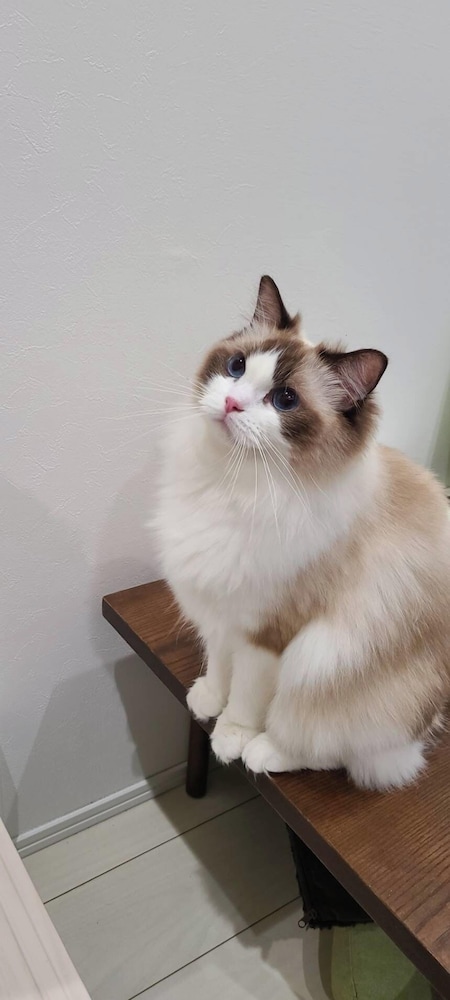 デザイナーズ アパートメント - ペット宿泊可（別途追加） リビング エリア19 | Poralis 101