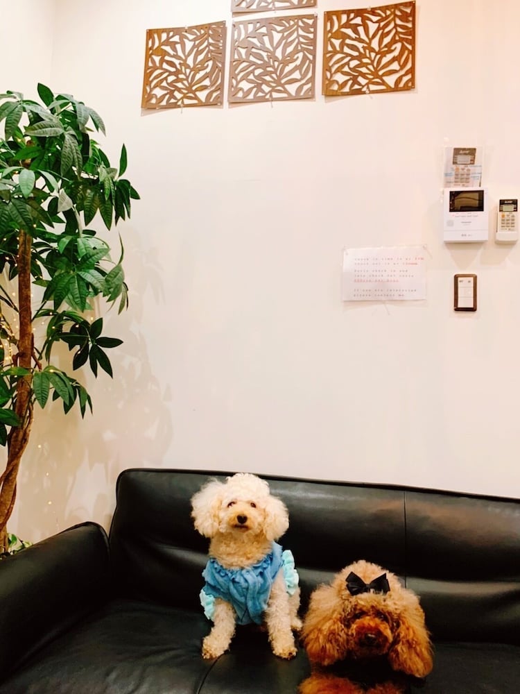 デザイナーズ アパートメント - ペット宿泊可（別途追加） リビング エリア8 | Poralis 101