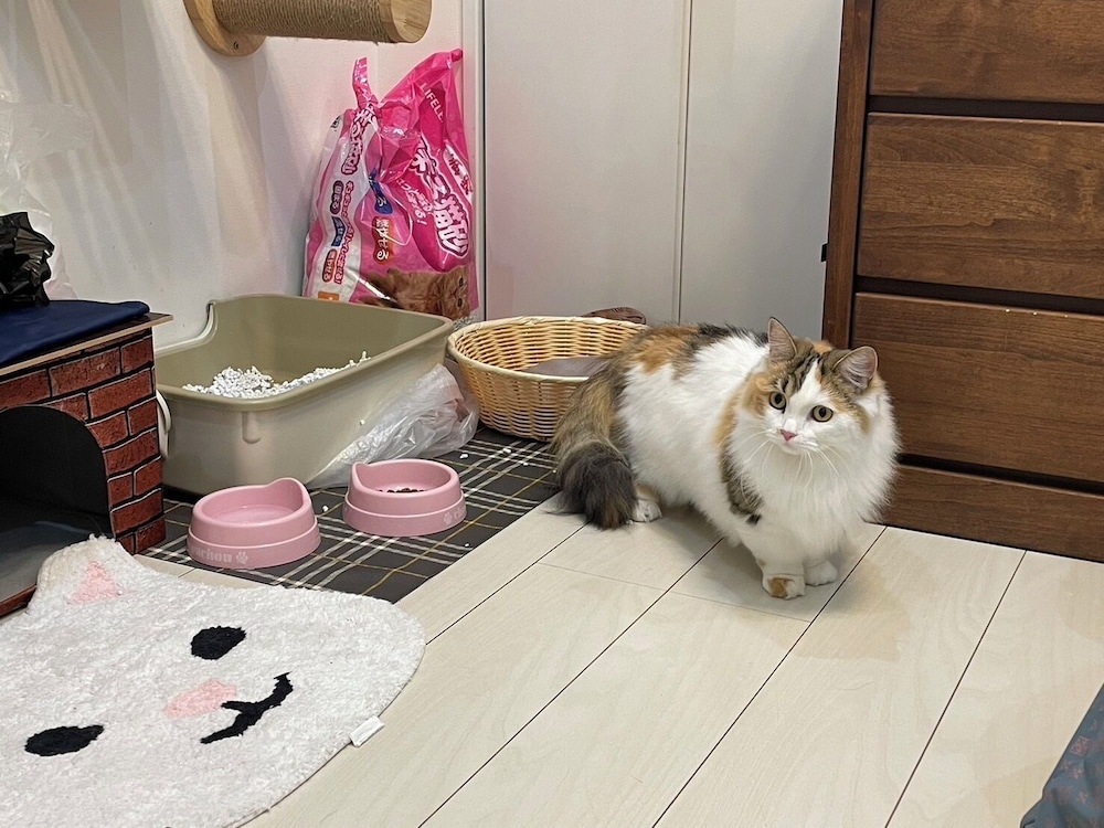 デザイナーズ アパートメント - ペット宿泊可（別途追加） リビング エリア16 | Poralis 101