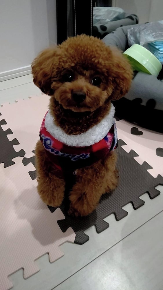 デザイナーズ アパートメント - ペット宿泊可（別途追加） リビング エリア13 | Poralis 101