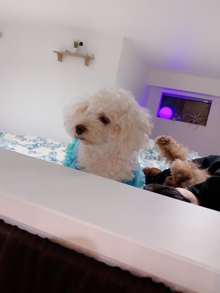 デザイナーズ アパートメント - ペット宿泊可（別途追加） リビング エリア11 | Poralis 101