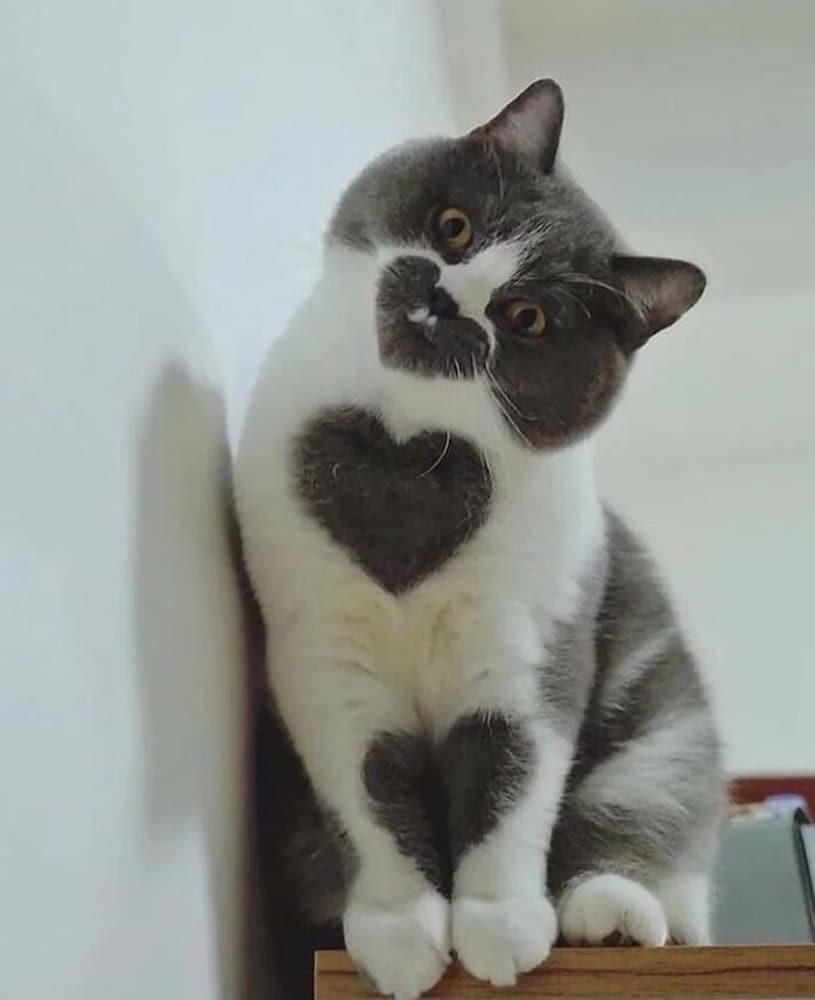 デザイナーズ アパートメント - ペット宿泊可（別途追加） リビング エリア15 | Poralis 101