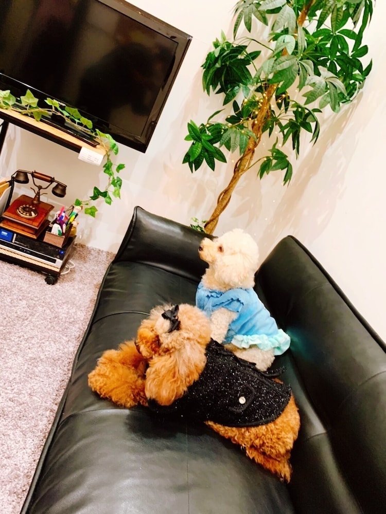 デザイナーズ アパートメント - ペット宿泊可（別途追加） リビング エリア12 | Poralis 101