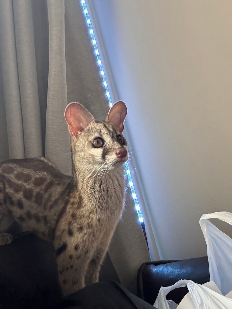 デザイナーズ アパートメント - ペット宿泊可（別途追加） リビング エリア17 | Poralis 101