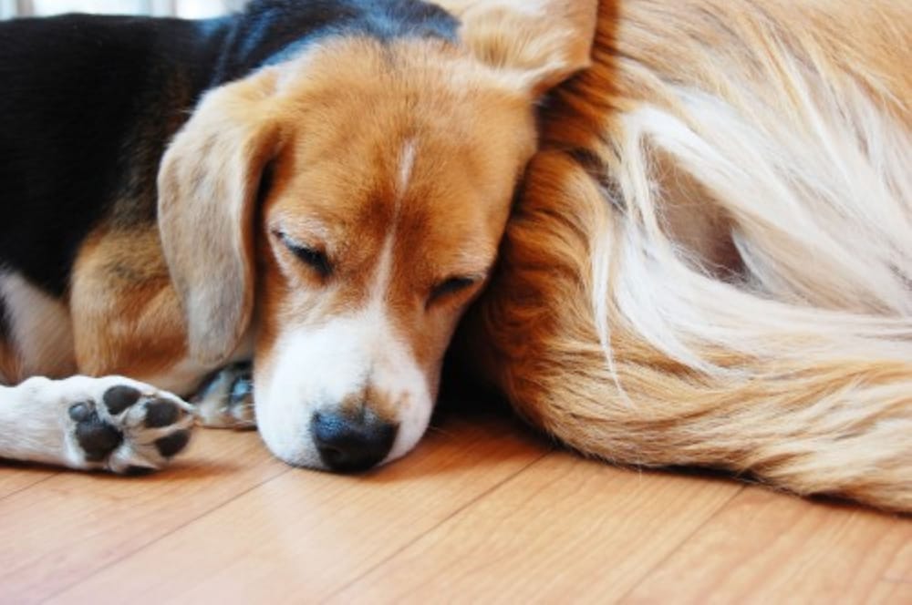 Doggy (ペット同泊可) 朝食付 禁煙 | KAMOME SLOW HOTEL