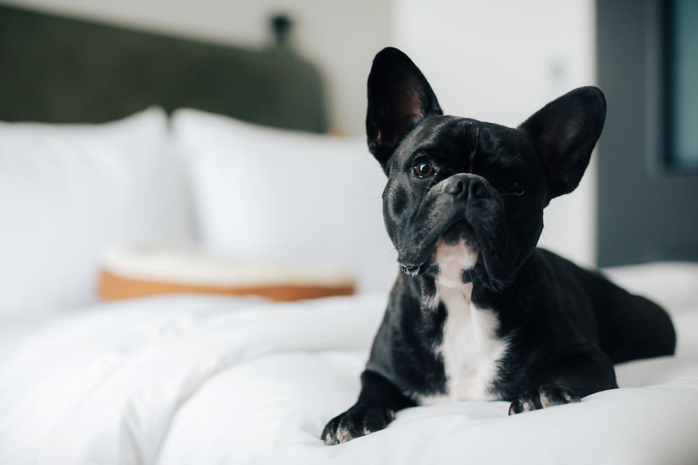 ルーム クイーンベッド 1 台 シティビュー 客室5 | モクシー大阪梅田