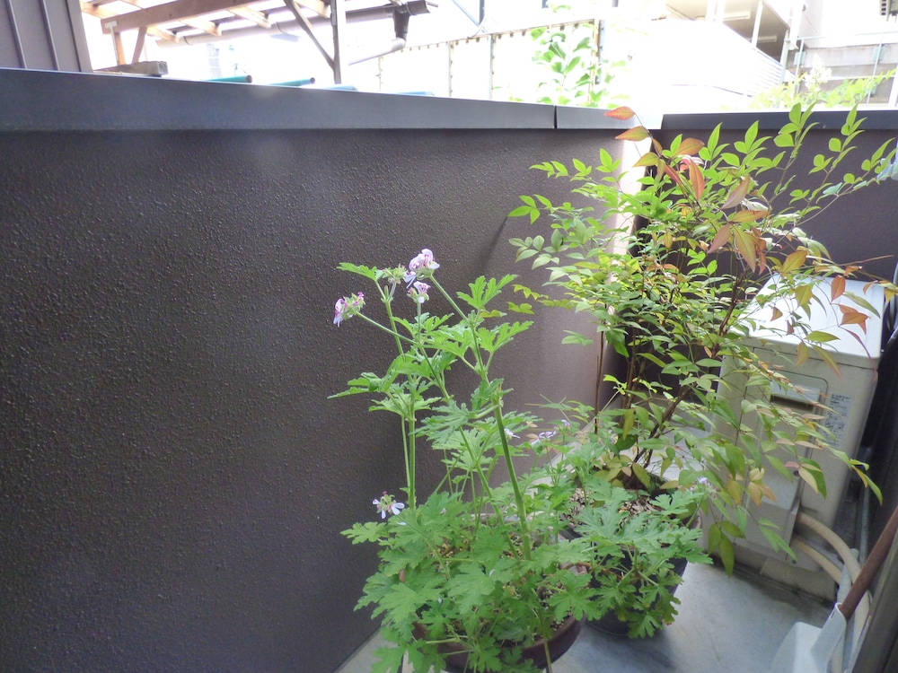 洋室ツインルーム ガーデン ビュー0 | ゲストハウス 百万遍 Cross