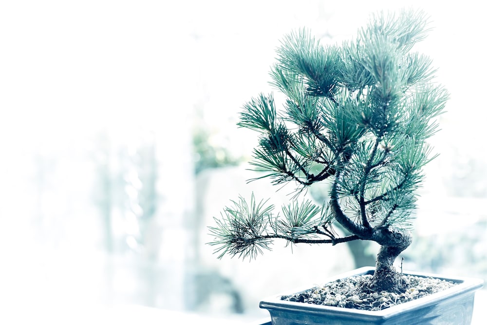 デラックス ルーム キングベッド 1 台 禁煙 シティビュー 客室1 | ザ・リッツ・カールトン京都