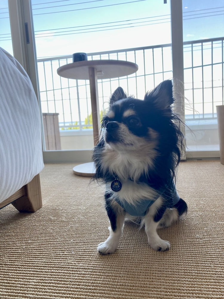 ベーシック ダブルルーム (2F)ペット同泊可 客室1 | カモメスローホテル ザ コンパクト