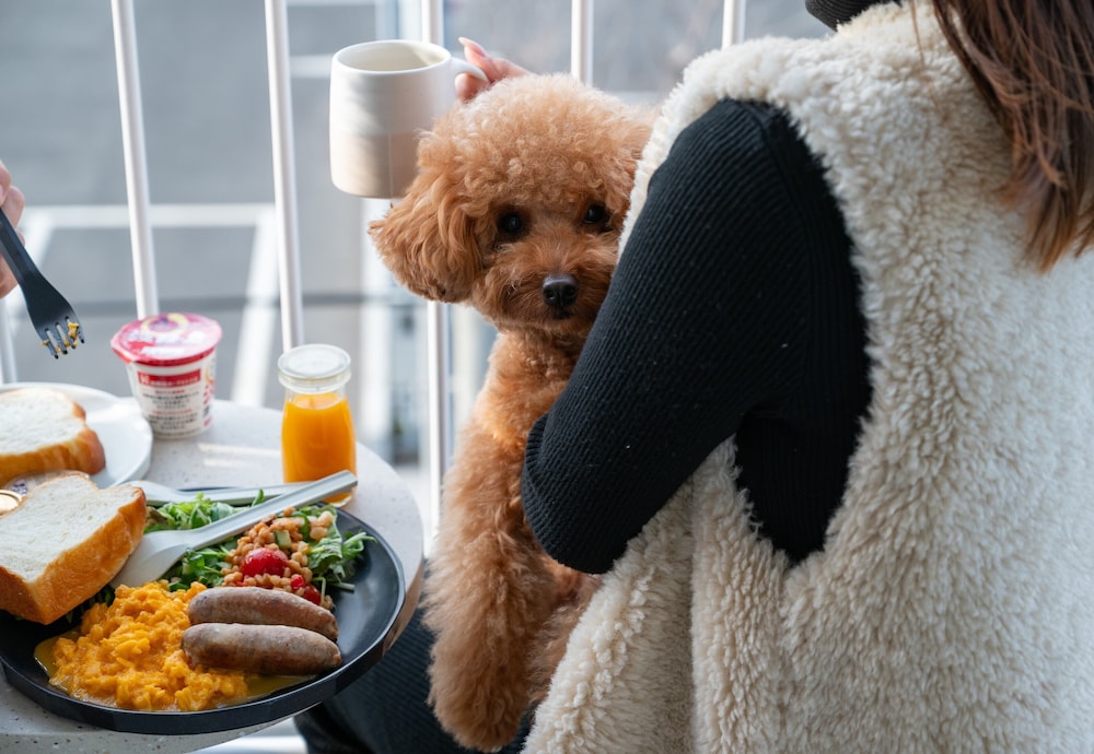 ベーシック ダブルルーム (2F)ペット同泊可 | カモメスローホテル ザ コンパクト