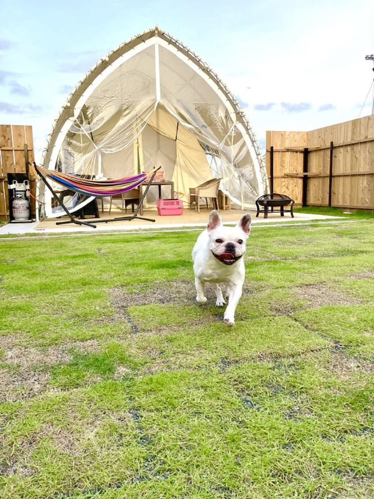 ドッグオペラテント 客室1 | Glamping&Port 結