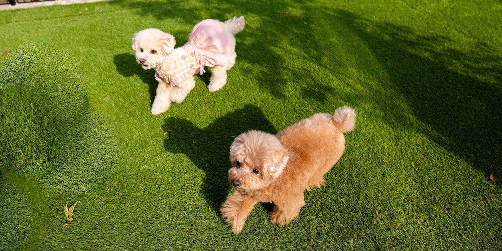 Rakuten STAY VILLA 八ヶ岳 [109_ペット同室可]シンプルモダン / 8名定員 禁煙 客室21 | Rakuten STAY VILLA 八ヶ岳