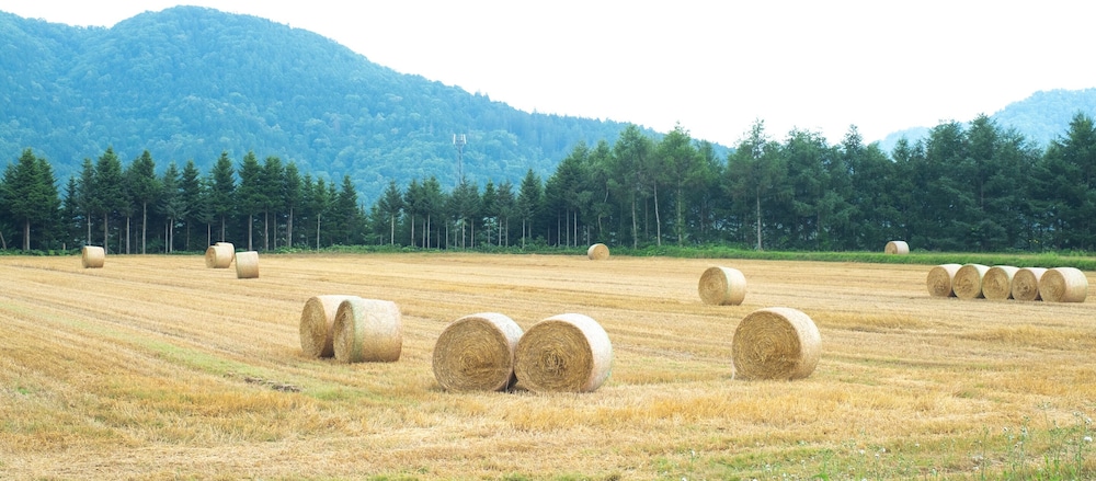 ファミリー コテージ 部屋からの景観0 | Furano Log House Farm Resort