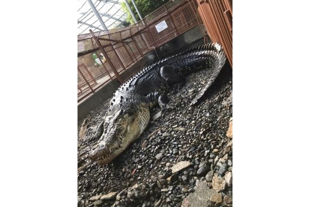 【200円割引】熱川バナナワニ園 入園クーポン-3