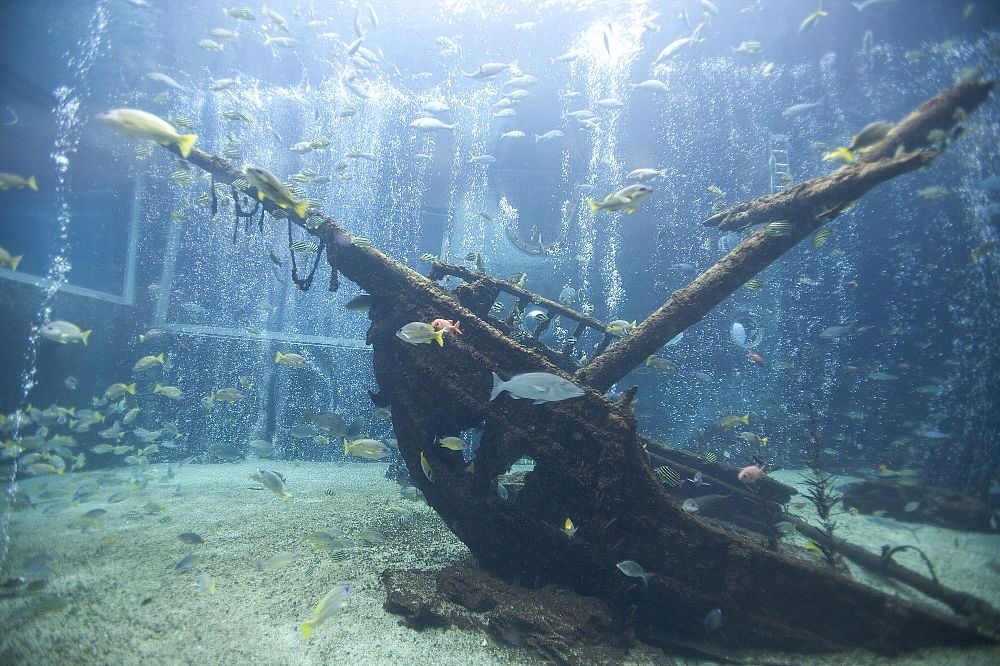 【最大200円割引】箱根園水族館 入場チケット-1