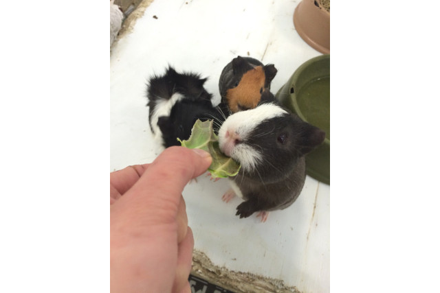 Moff animal world BIGHOPガーデンモール印西店-4